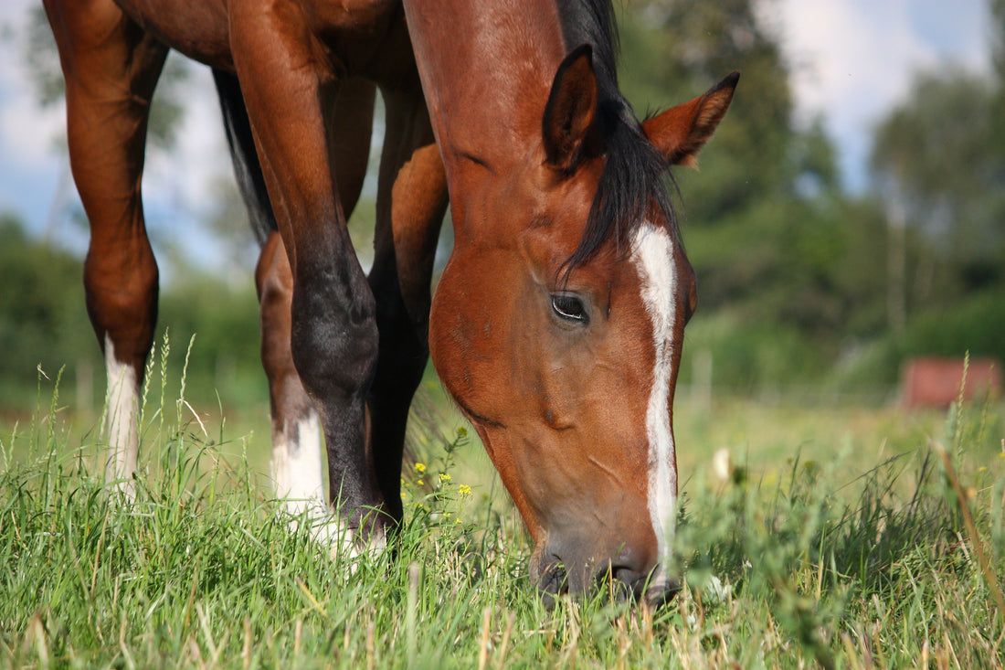 Equine Gastric Ulcer Syndrome