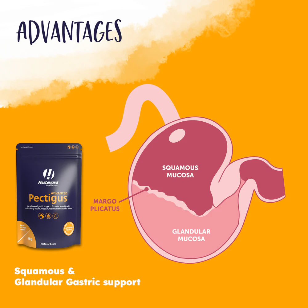 Hestevard Pectigus ADVANCED 1kg (formerly Exagus Advanced)