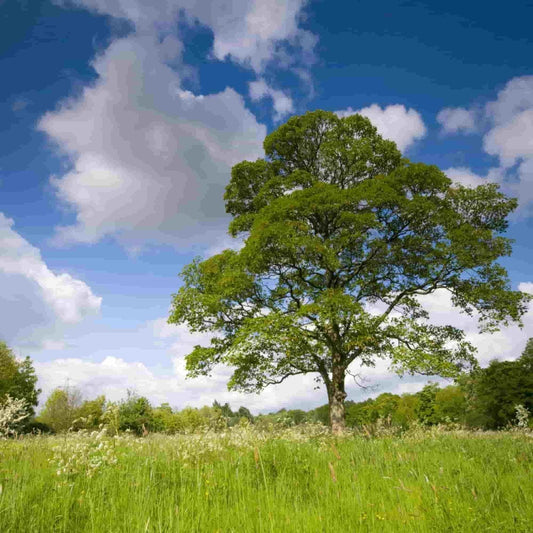 Equine Atypical Myopathy