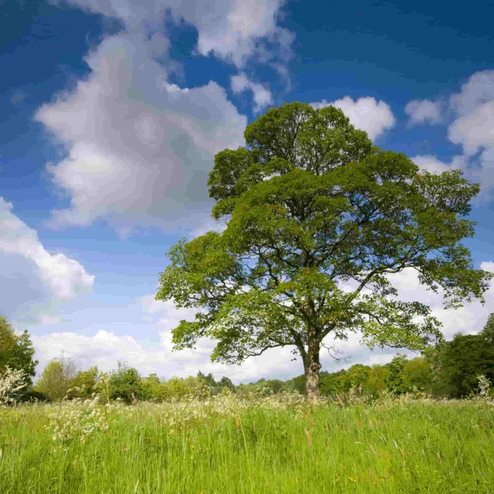 Equine Atypical Myopathy
